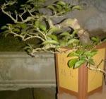 BONSAI ĐỂ BÀN HOA GIẤY