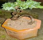 BONSAI ĐỂ BÀN TÙNG CỐI 04