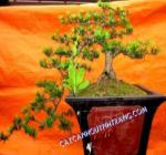 TÙNG LA  HÁN TRỰC HUYỀN