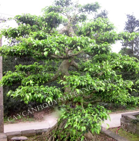 Sanh Nam Điền 12