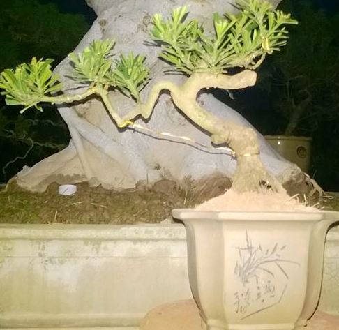 Bonsai để bàn tùng la hán 02