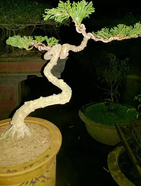 Bonsai để bàn tùng cối 01