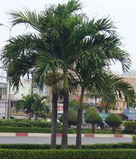 Cau trắng