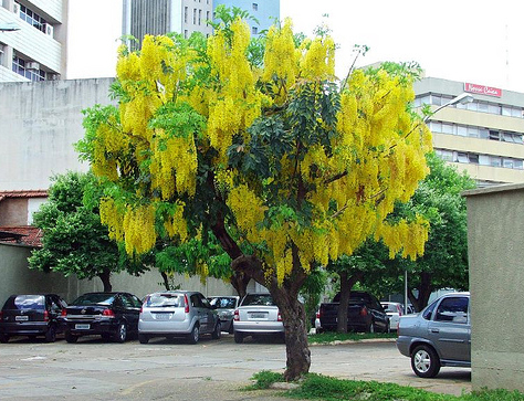 Muồng hoàng yến